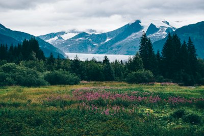 flower field under white sky