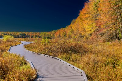 a boardwalk in the middle of a field with trees in the background