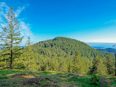green trees on mountain under blue sky during daytime