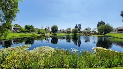 green grass field near lake under blue sky during daytime