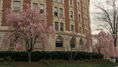 Cherry blossoms bloom in front of a brick building