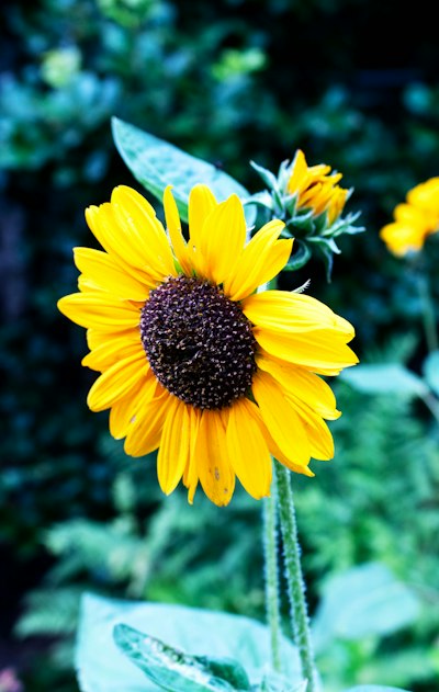 A large sunflower is blooming in a garden