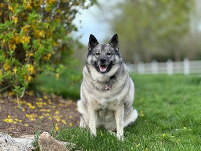 a dog sitting in the grass with its mouth open