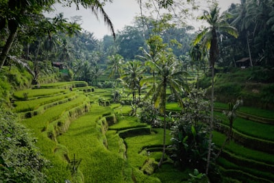 Lush green rice terraces with palm trees in Tegelalang, Bali