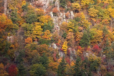a mountain side covered in lots of trees