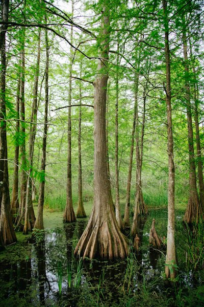 trees during daytime