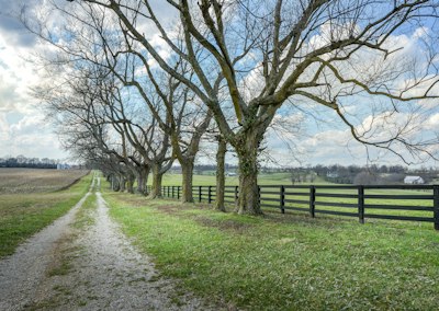 A dirt road lined with trees and a fence