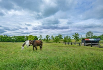 Two horses grazing in a green, grassy field