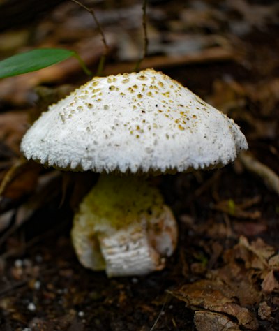 white and brown mushroom in the middle of the woods