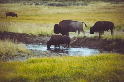 Bison drink water in a grassy field