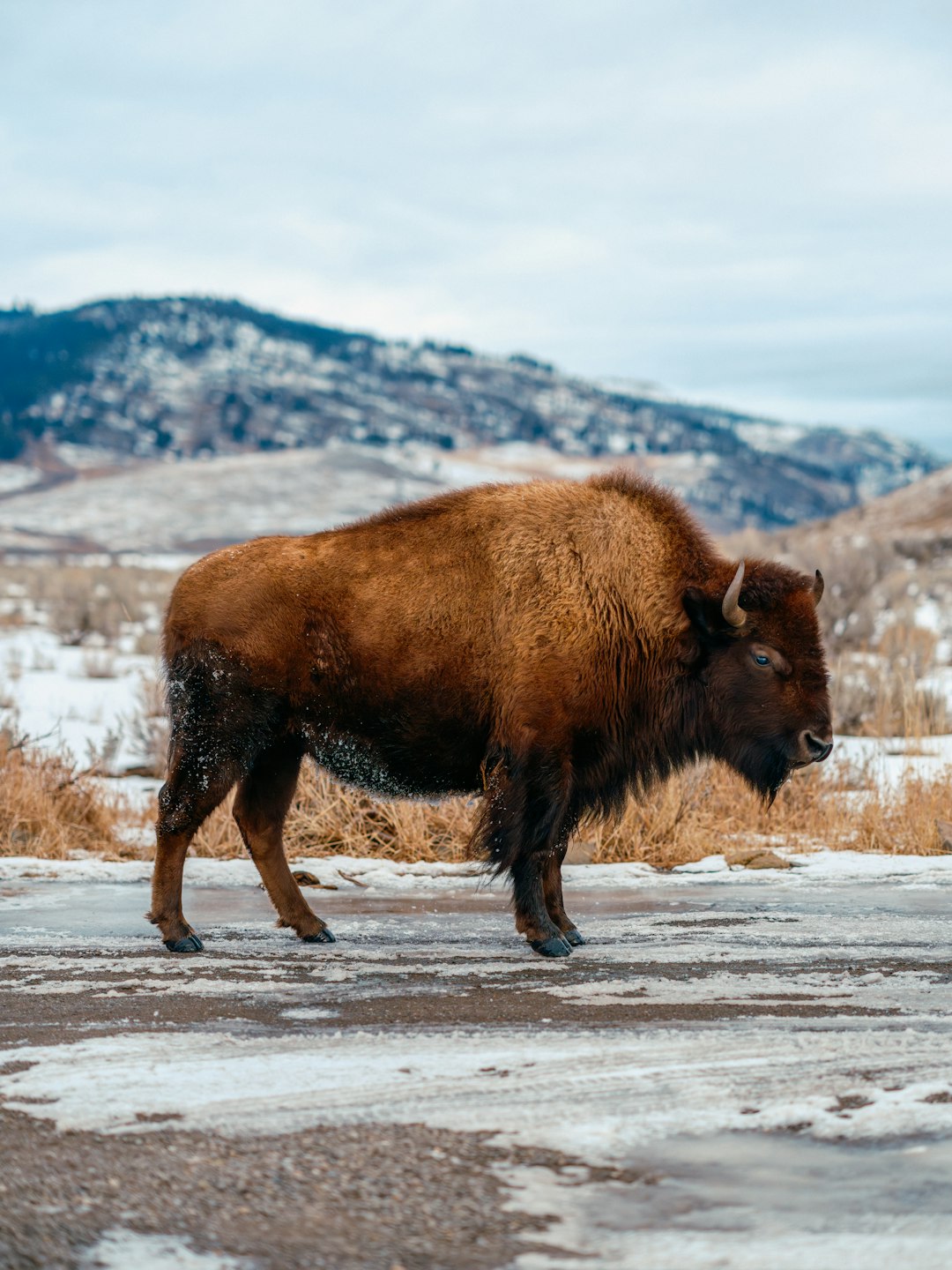 Buffalo landscape
