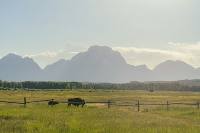 a couple of animals that are standing in the grass