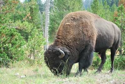 black bison on green grass field during daytime