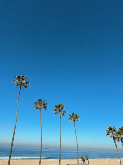 a car parked on a beach next to palm trees