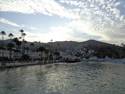 a body of water surrounded by palm trees