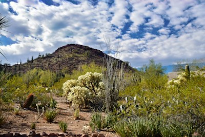 a cactus garden with a mountain in the background