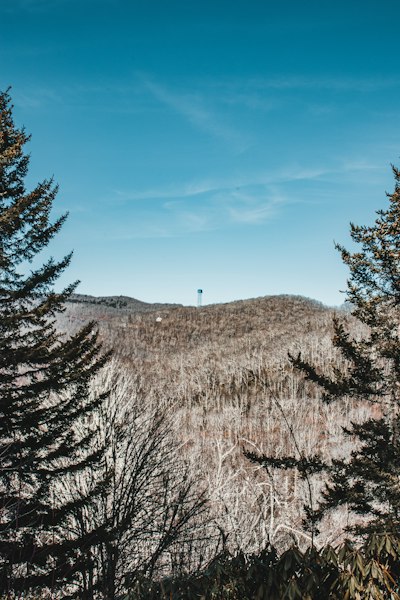 a view of a wooded area with trees and a hill in the distance