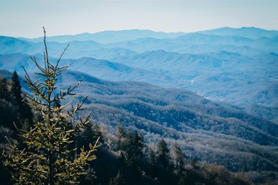 a view of a mountain range with a pine tree in the foreground