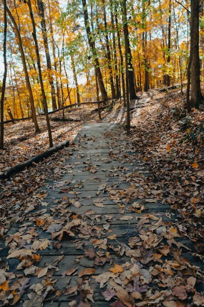 a path in the woods with leaves on the ground