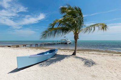 white canoe near palm tree