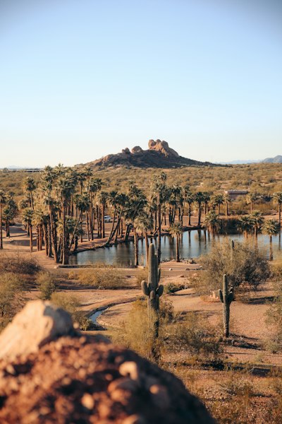 A view of a lake surrounded by palm trees