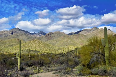 a desert landscape with mountains and cactus trees