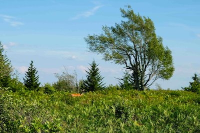 a lone deer in a field with trees in the background