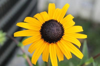 A close up of a yellow flower with a black center