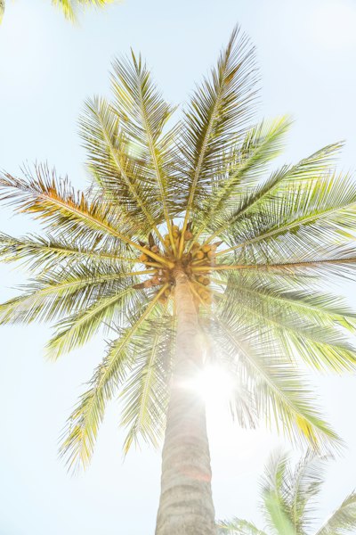 a palm tree with the sun shining through it