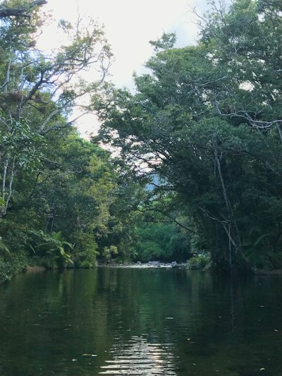 a river with trees on the side