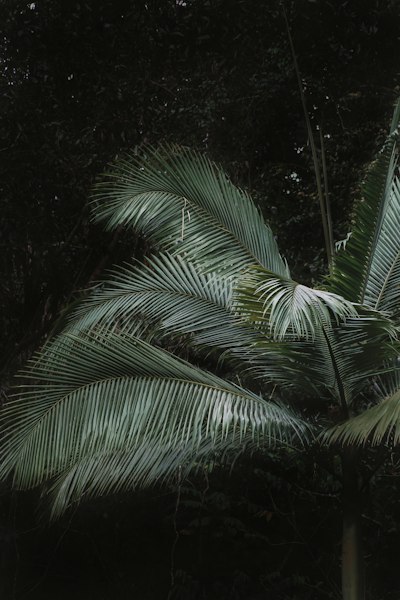 a close-up of some palm trees