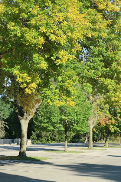 a park bench sitting under a tree in a park