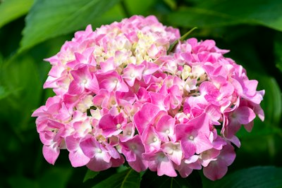 pink and white flower in close up photography