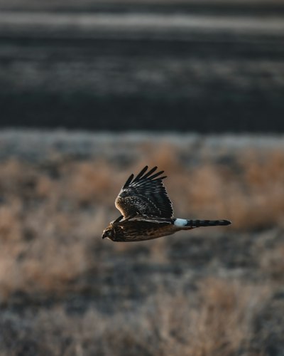 brown and black bird flying during daytime