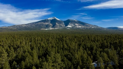 A large forest with a mountain in the background