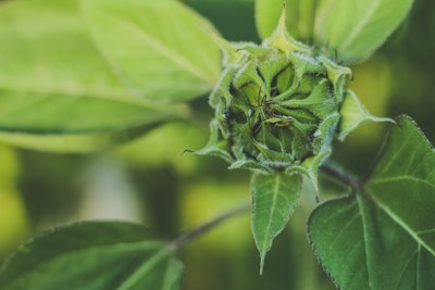 green flower bud in close up photography