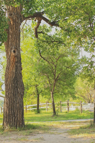 a giraffe standing next to a tree in a field