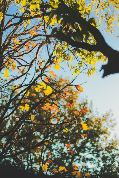 a tree with yellow leaves and a blue sky in the background