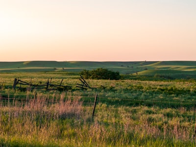 green grass field under white sky during daytime