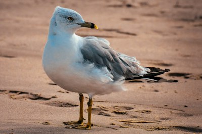 white and gray bird on brown sand during daytime