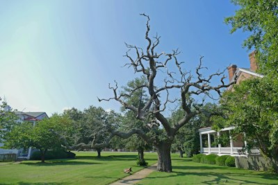 green grass field with trees during daytime
