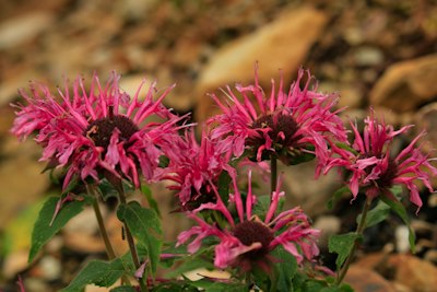 pink flowers in tilt shift lens
