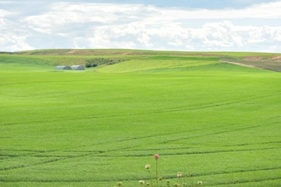 a golf course with a golf ball