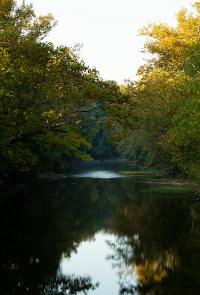 green trees beside river during daytime
