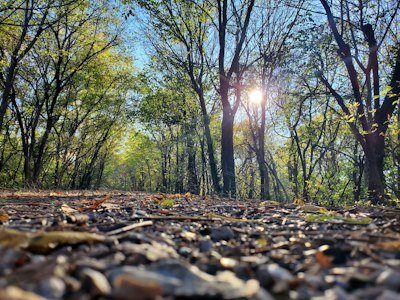 brown dried leaves on ground under blue sky during daytime