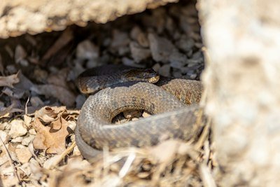 brown snake on brown soil