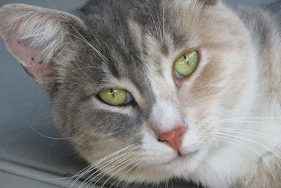 white and grey cat with yellow eyes