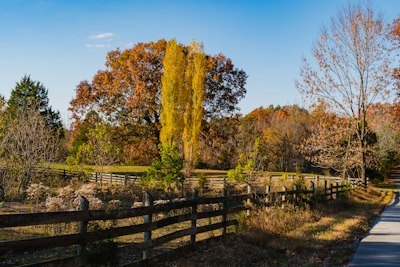 a fence and trees