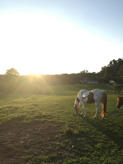 brown and white horse photo