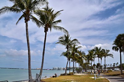 Palm trees line the coastal road on a sunny day